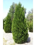Можжевельник китайский Монарх | Ялівець китайський Монарх | Juniperus chinensis Monarch